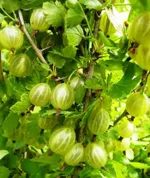 Балтийский-1